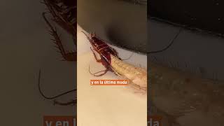 ¿Por qué deberías preocuparte si aparecen cucarachas blancas en tu cocina?