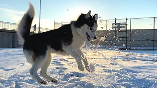 Husky Loves Catching Snowballs (He Misses The Snow)