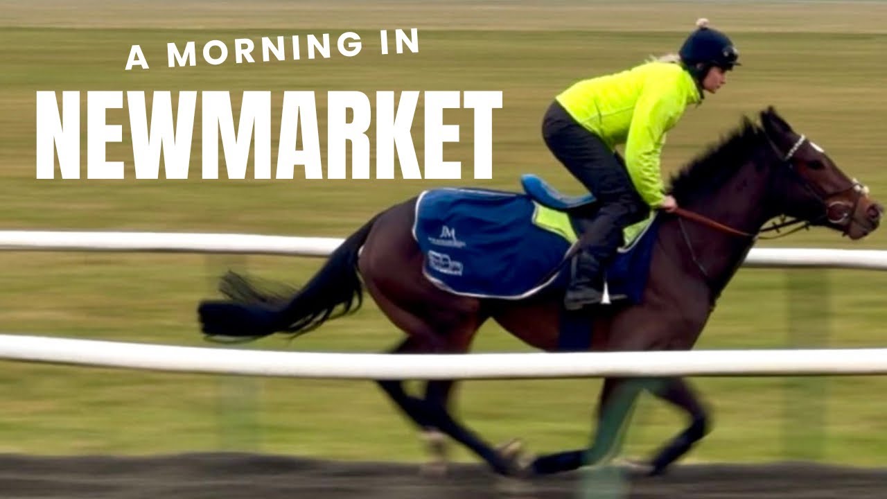 A morning as a syndicate manager - come and see our 8 horses in Newmarket including Shes Perfect