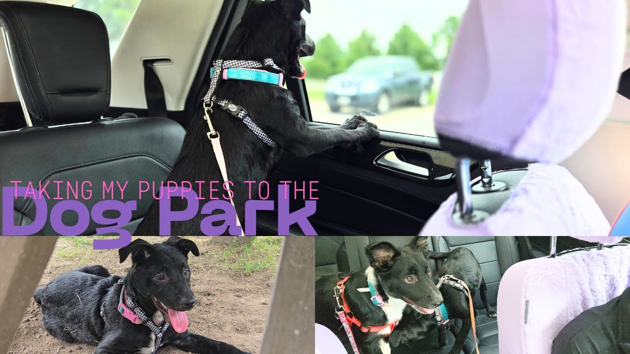 When Can Puppies Go to the Dog Park: Essential Tips for Safety