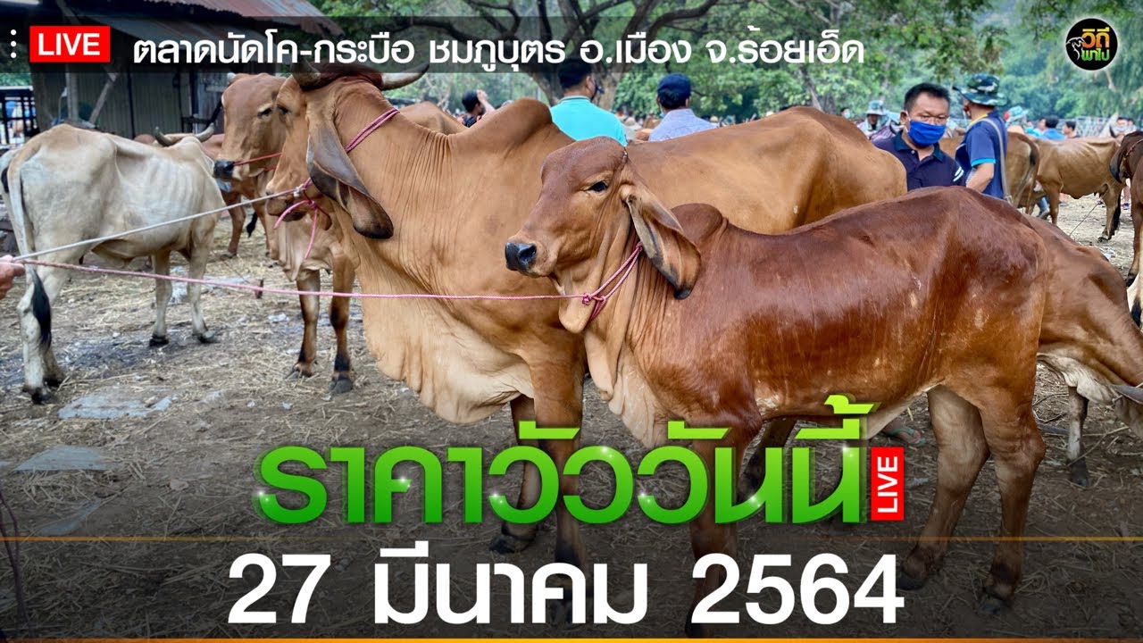 🔴Live สด : ราคาวัววันนี้ (27 มี.ค. 64) ตลาดนัดโค-กระบือ ชมภูบุตร อ.เมือง จ.ร้อยเอ็ด