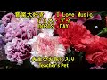 ドリス・デイ &quot;先生のお気に入り&quot;      I Love Music    DORIS DAY  &quot;Teacher&#39;s Pet&quot;