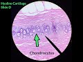 Connective Tissue- Identification Video