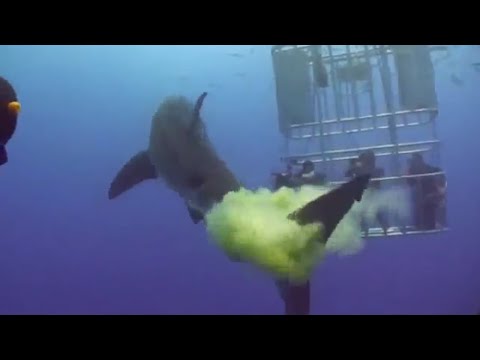 When Sharks Fart😹 Funny Animals  Farting Compilation!!