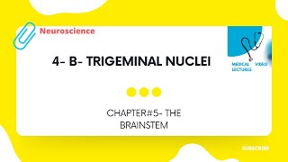 Trigeminal nuclei | CHAPTER#5. THE BRAINSTEM.