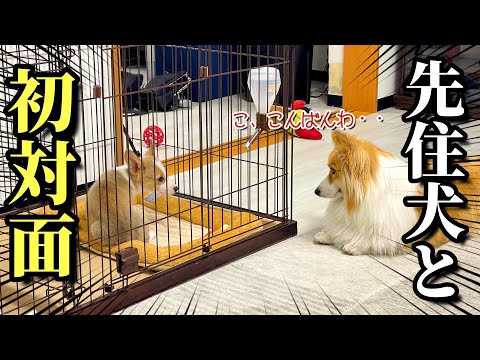 【お迎え初日】我が家に生後3ヶ月の可愛いコーギーの子犬がやってきた!