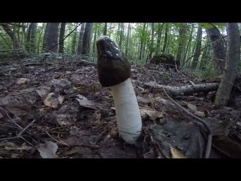 Веселка редкий гриб, МЫ ЕГО НАШЛИ !!!