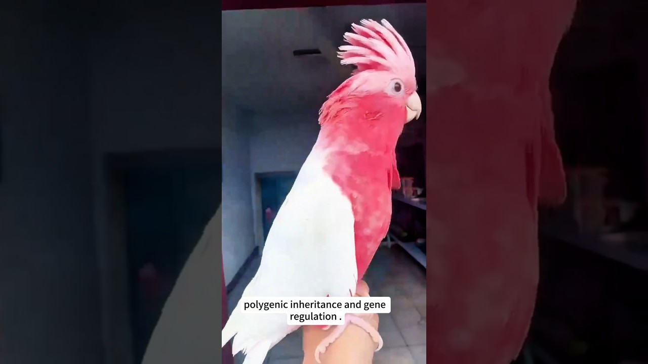 Genetic mutations cause the diversity of parrot feather colors. 