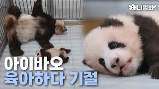 육아천재 아이바오의 초보 엄마 시절ㅣAi Bao When She Was A Noob Mommy