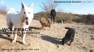 Middagwandeling In De Noordwijkse Duinen Met Wolfpack Uitlaatservice