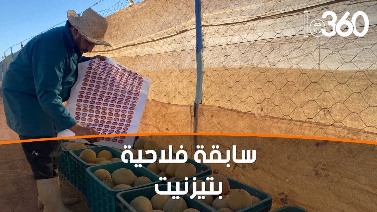 شاهد أول ضيعة فلاحية بيولوجية لإنتاج البطيخ الأصفر والأحمر بتيزنيت