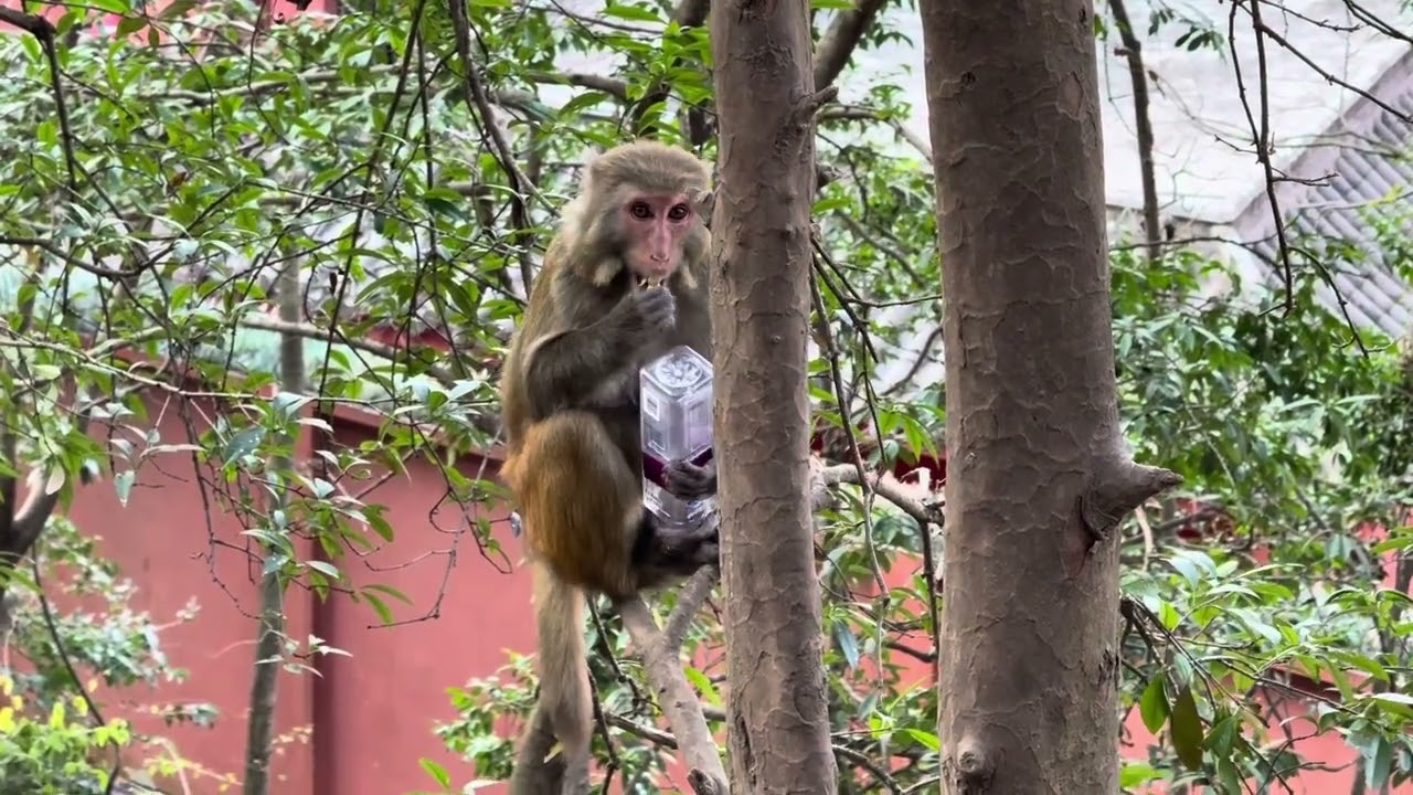 贵州黔灵山的猴子 Wild Monkeys Take Over the Mountain! 🐒 | Qianling Mountain, GuiZhou, China