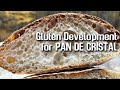 Gluten development for Honeycomb PAN de CRISTAL.  | By JoyRideCoffee