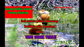 suara pikat burung belibis alis kuning#suara burung belibis mata kuning