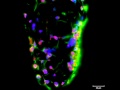 Zeiss lightsheet z1 hepatocyte spheroid imaging