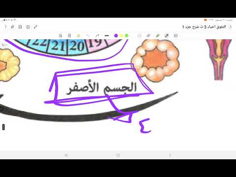 ملخص دورة الطمث في 13 دقيقة