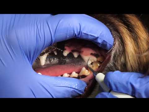 Video: Canine Cervical Instability Syndrome