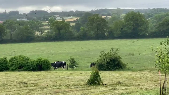 Short cow parade 2022