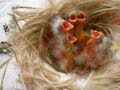 Suivit d'élevage et progressions des jeunes , conseil pour nettoyer les nids