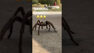 #Barking Spider??  😂