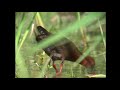 ヒクイナ（1）鳴く（大久保農耕地ほか） - Ruddy-breasted crake - Wild Bird - 野鳥 動画図鑑