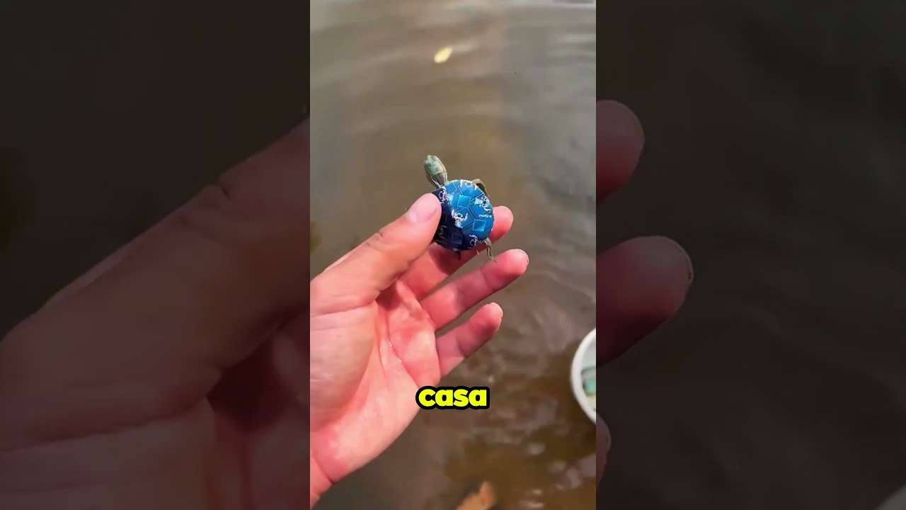 Tengo Una Tortuga En Medio De La Nada!