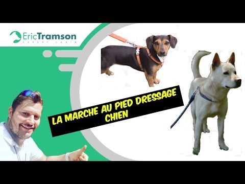 dresser son chien marche au pied