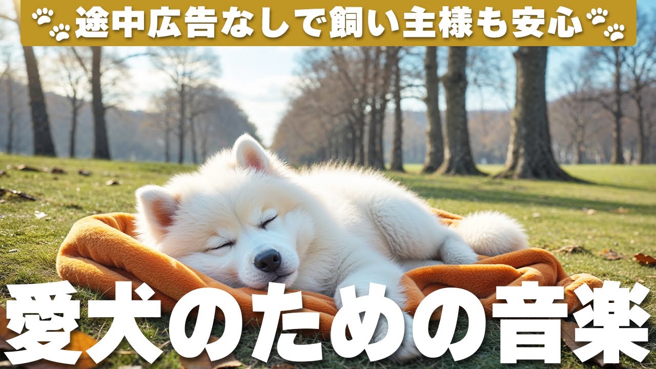 愛犬が落ち着く音楽 (12時間広告なし) 🐶 犬の癒しの音楽 | 夜泣き防止 / vol.818