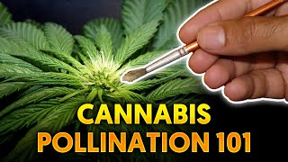 How To Make Your Own Hemp Seeds - Hemp Pollination Tips With Khalifa Genetics