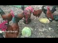 Rooster group Mating with Chicken/Hen