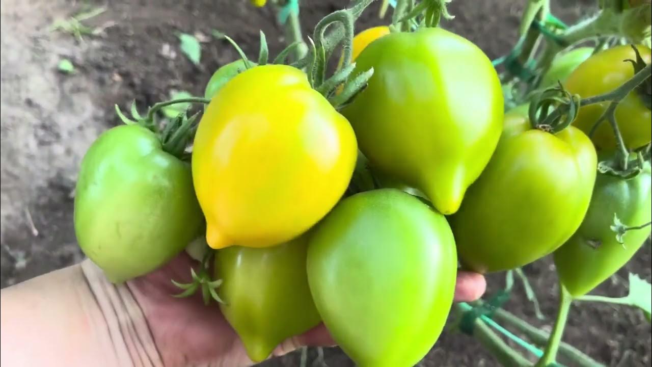 Сорт марина фото и описание сорта СОРТА РОЗ СЕЛЕКЦИИ НБС-ННЦ, ВНЕСЁННЫЕ В ГОСРЕЕСТР Никитский ботанический сад
