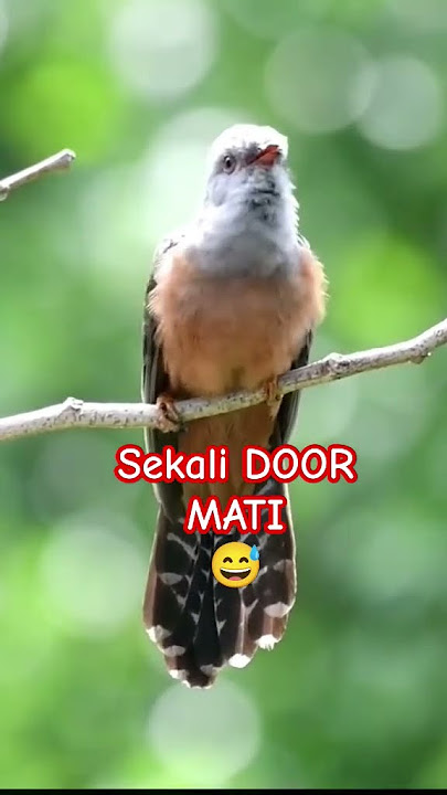 burungkedasih di alam liar #burung #kedasih #alamliar