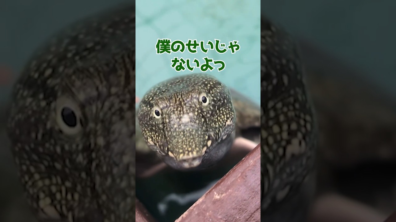 Turtle] Testing whether the half-size Suisaku Jumbo can be used in