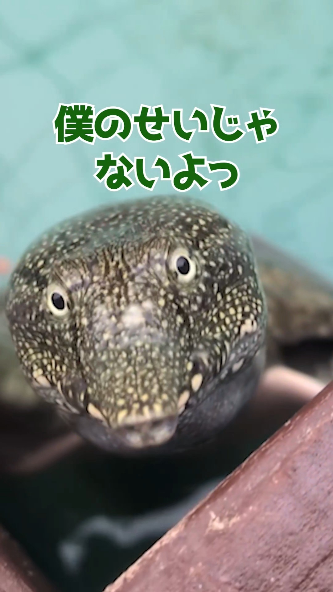 Turtle] Testing whether the half-size Suisaku Jumbo can be used in