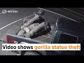 Video Shows Gorilla Statue Theft Suspect At Large 
