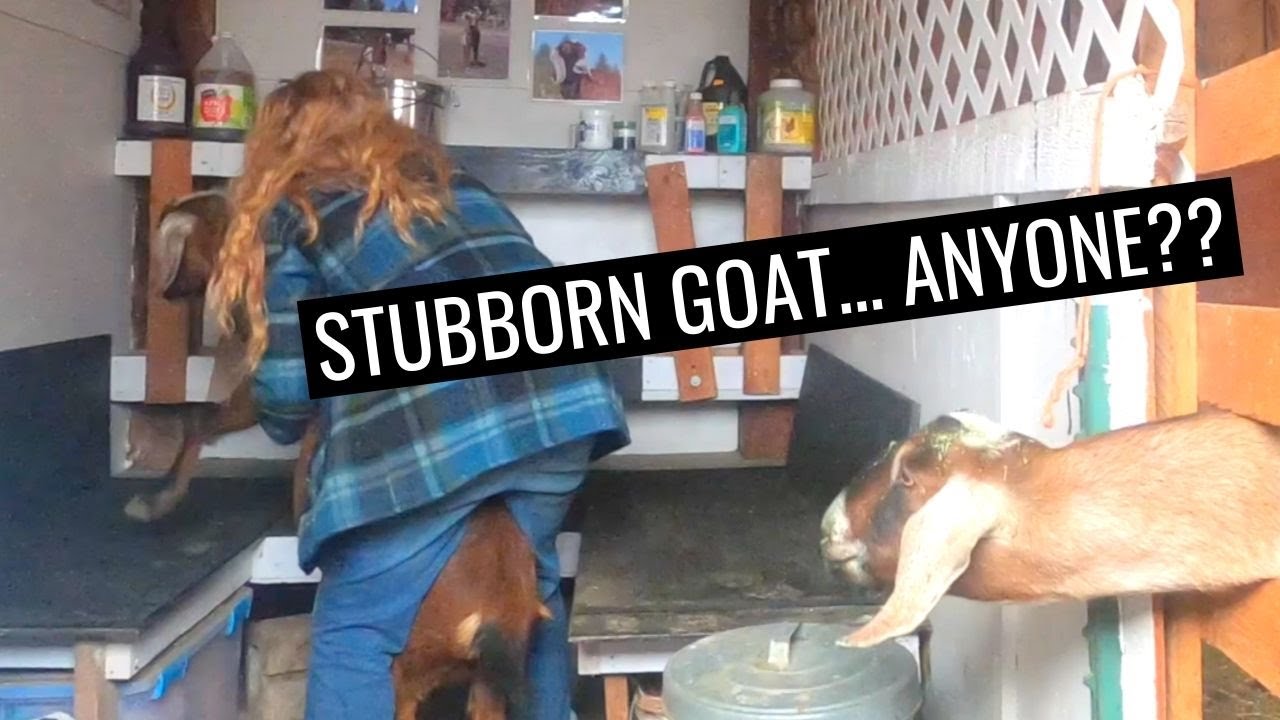 NOPE! My goat won't get on the milking stand now! 😬 Raising goats and