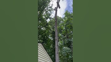Big ol hunk of wood #treework #rigging #roping #fun #oak #removal #md #usa