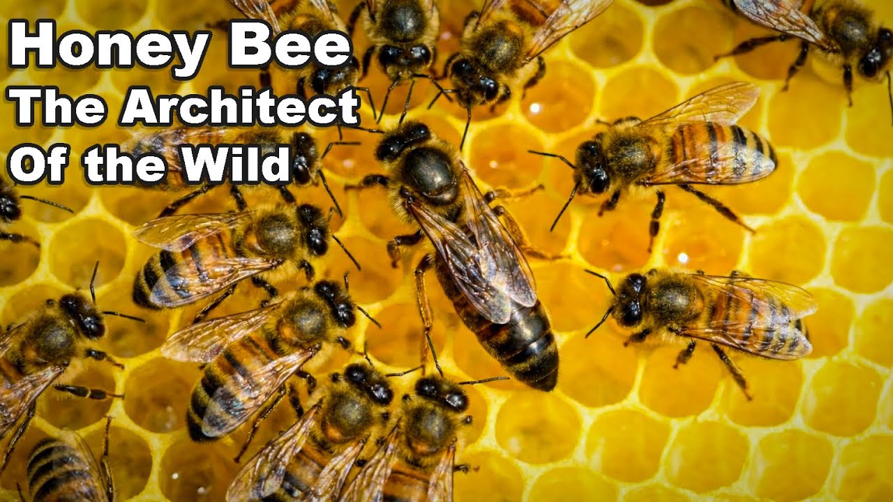 Honey Bee The Architect of the Wild | Bee Documentary | Wild Animals Earth