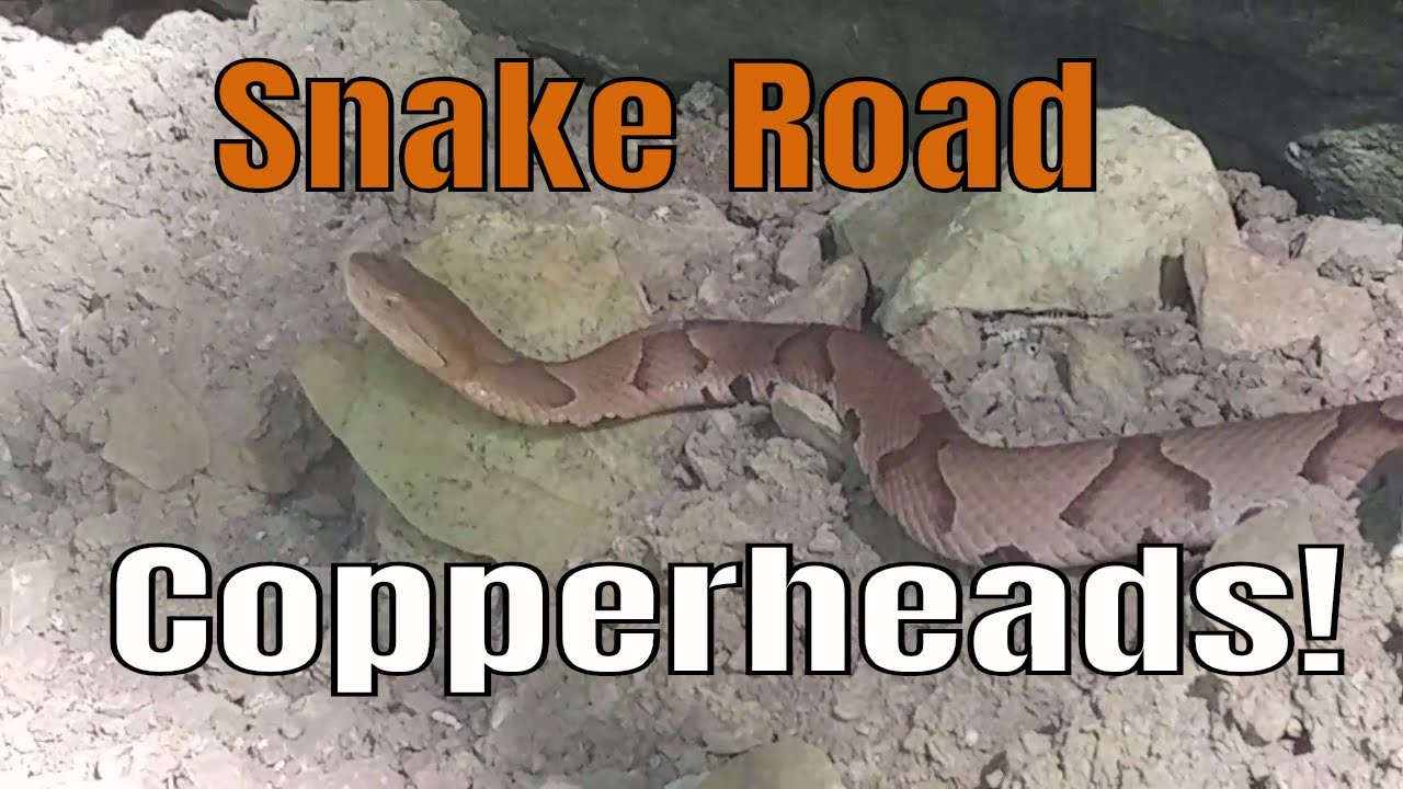 Copperhead Snakes and More! - Snake Road Southern Illinois - Fall