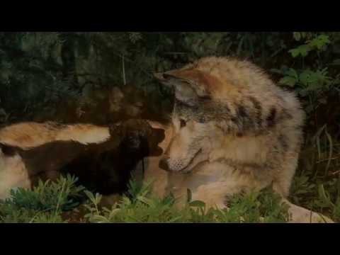 Волчонок - волк исп. Виват Басов