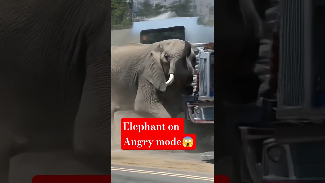 Dangerous Elephant Attacks Truck on Highway | Crowd ShockedScene