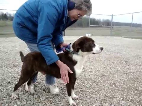 labahoula puppies for sale mvi 1318 funnydog tv labahoula puppies for sale mvi 1318 funnydog tv