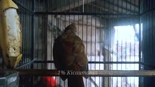 suara burung cucak jenggot gacor full mbeset - masteran kasar burung lomba