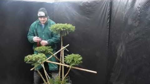 Niwaki cloud pruning