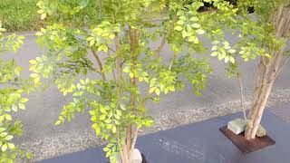 造花　明るい葉のトネリコの木　ビワールデコ
