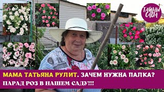 МАМА ТАТЬЯНА РУЛИТ )) РОЗЫ. ПАРАД РОЗ В НАШЕМ САДУ!!! ЗАЧЕМ НУЖНА ПАЛКА? РОЗЫ, КОТОРЫЕ ВАС ПОКОРЯТ!