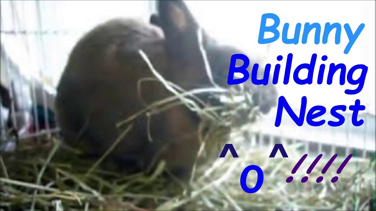 🐰🐰 Behaviour of Rabbit - Little bunny building nest during false