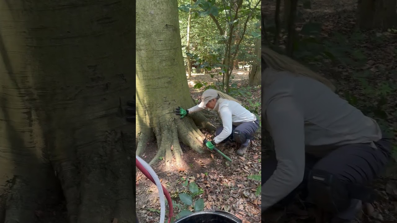 Prep work before Beech Leaf Disease Macro Injection Treatment