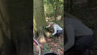 Detailed Prep work before Beech Leaf Disease Macro Injection Treatment Details