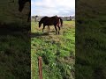 Don T Beat The Horse S Ass Let Alone When The Horse Is Lonely It Ll Kick You 